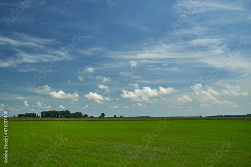 Rice field. Young rice shoots. Sprouted Rice. Sprouted Fig. © PhotoBetulo