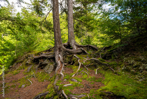 tree with large roots  spreading on a rock