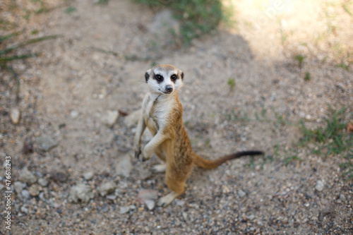 A portrait of a meerkat standing in a typical observer pose on watch. Wild animal in city park