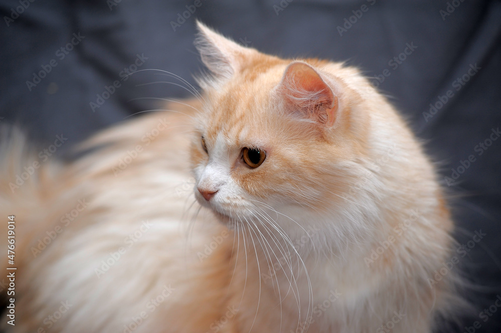 beautiful fluffy peach with white cat beautiful fluffy peach with white cat