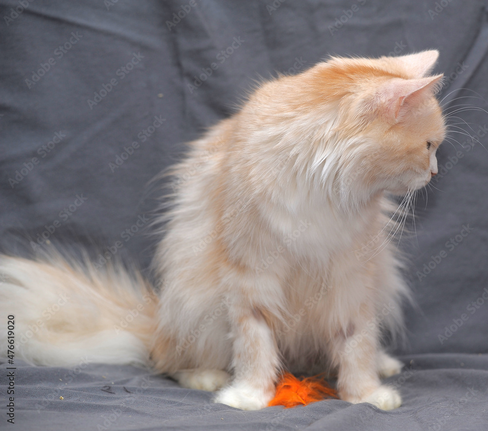 beautiful fluffy peach with white cat