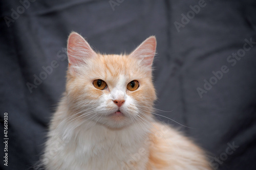 beautiful fluffy peach with white cat