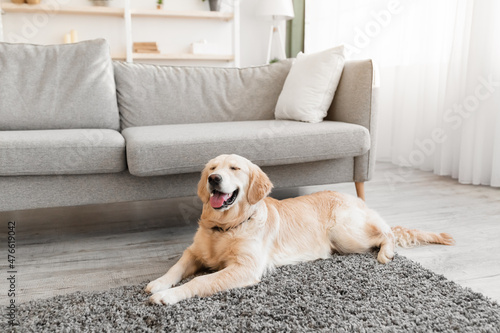 Portrait of cute healthy dog lying on the floor carpet