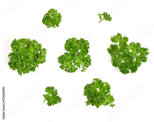 fresh parsley herb isolated on white background.