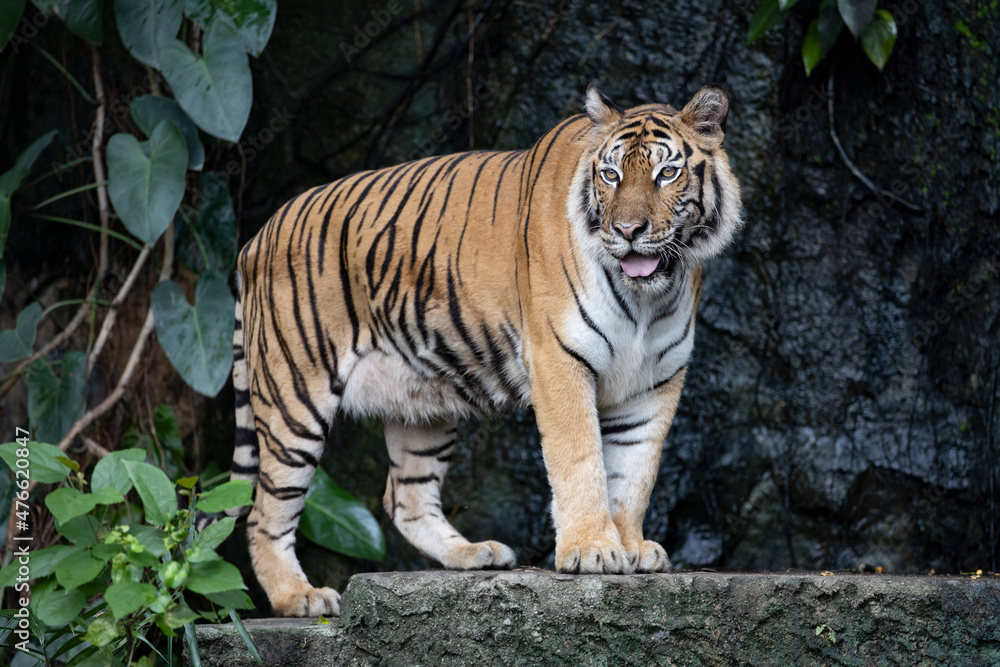 Naklejka premium Close up bengal tiger is beautiful animal and dangerous in forest