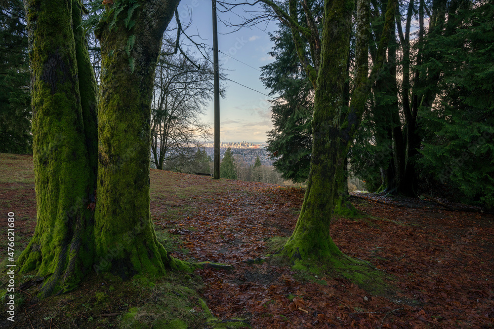 Yellow-green lichen-covered tree trunks at Burnaby Mountain Park, BC, frame view across valley to buildings on downtown Vancouver.