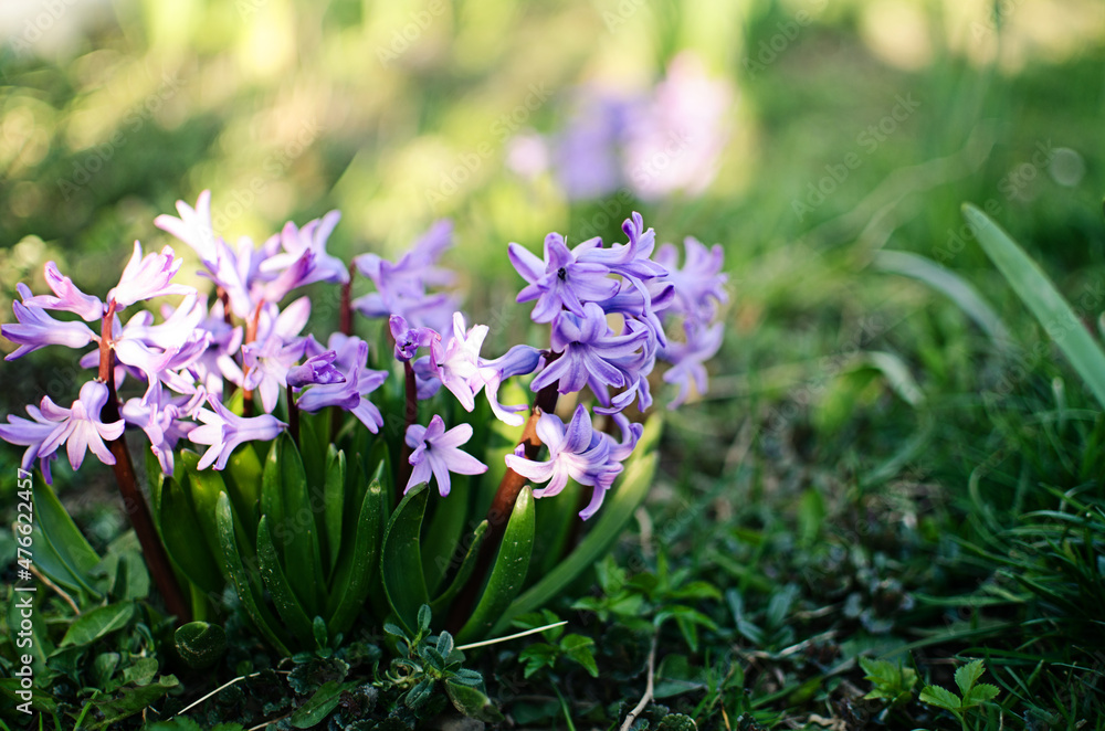 Fototapeta premium Wonderful hyacinth flowers bloom outdoors in spring on a sunny day