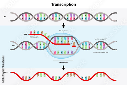 Diagram of Transcription. DNA directed synthesis of RNA.