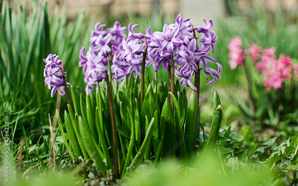 Obraz premium Wonderful hyacinth flowers bloom outdoors in spring on a sunny day