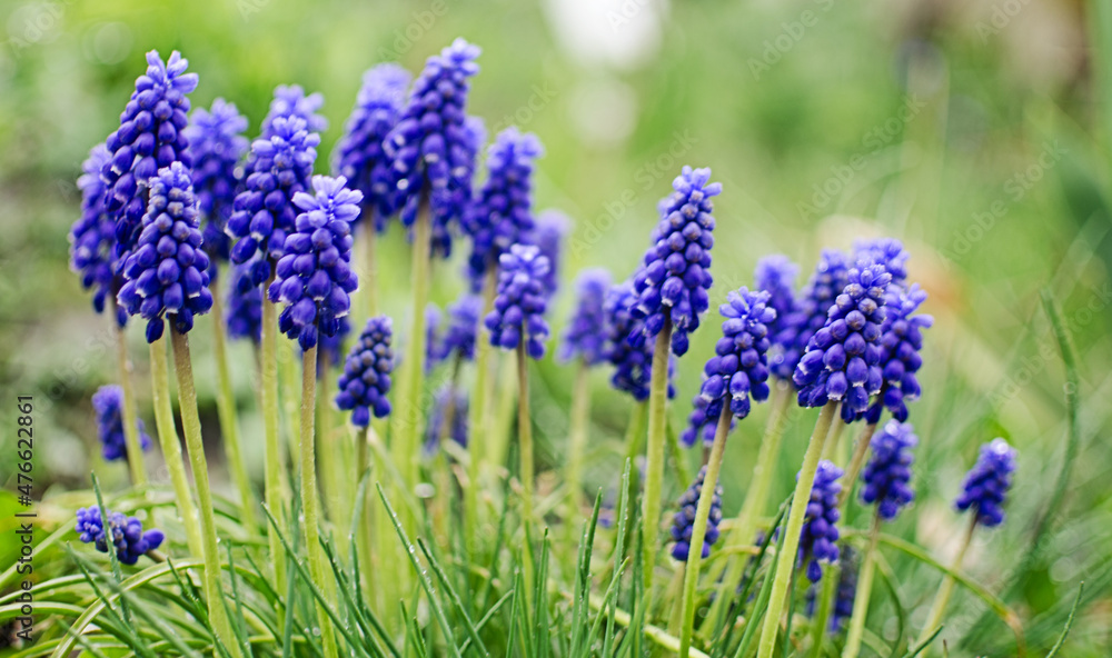 Little spring blue Muscari flowers bloom outdoors Little spring blue Muscari flowers bloom outdoors