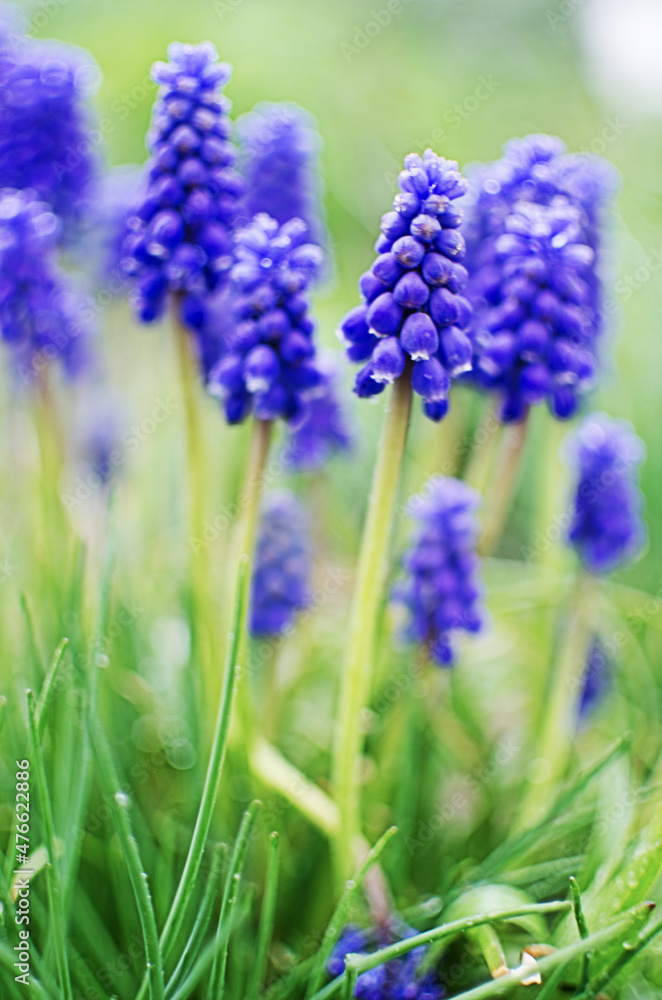 Little spring blue Muscari flowers bloom outdoors Little spring blue Muscari flowers bloom outdoors