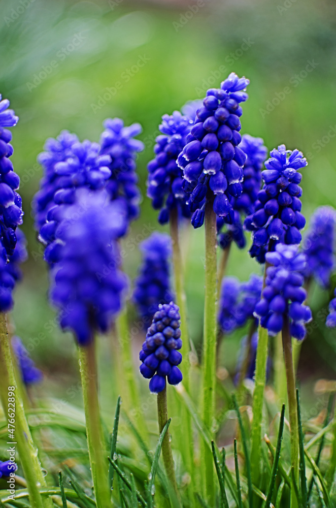 Little spring blue Muscari flowers bloom outdoors Little spring blue Muscari flowers bloom outdoors