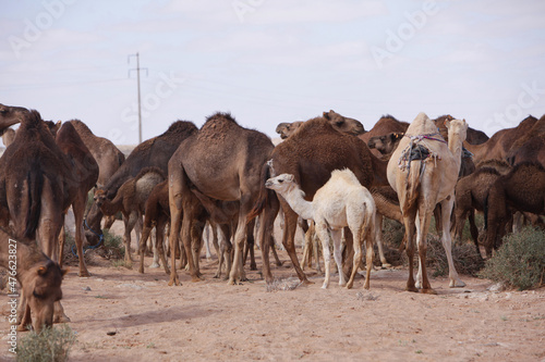 Camels in Sahara Desert  in layoun morocco  Herd of camels