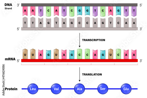 Transcription and Translation. DNA, mRNA and Protein. Molecular Biology.