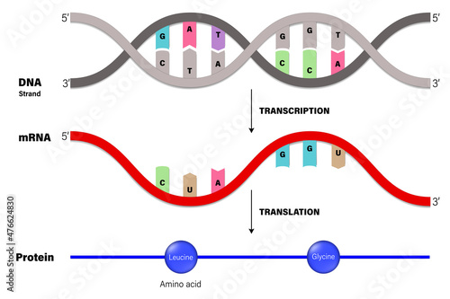 Transcription and Translation. DNA, mRNA and Protein. Molecular Biology.