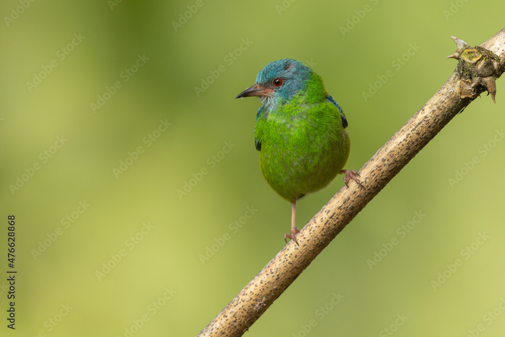 A colorful Blue Dacnis perched on a branch A colorful Blue Dacnis perched on a branch