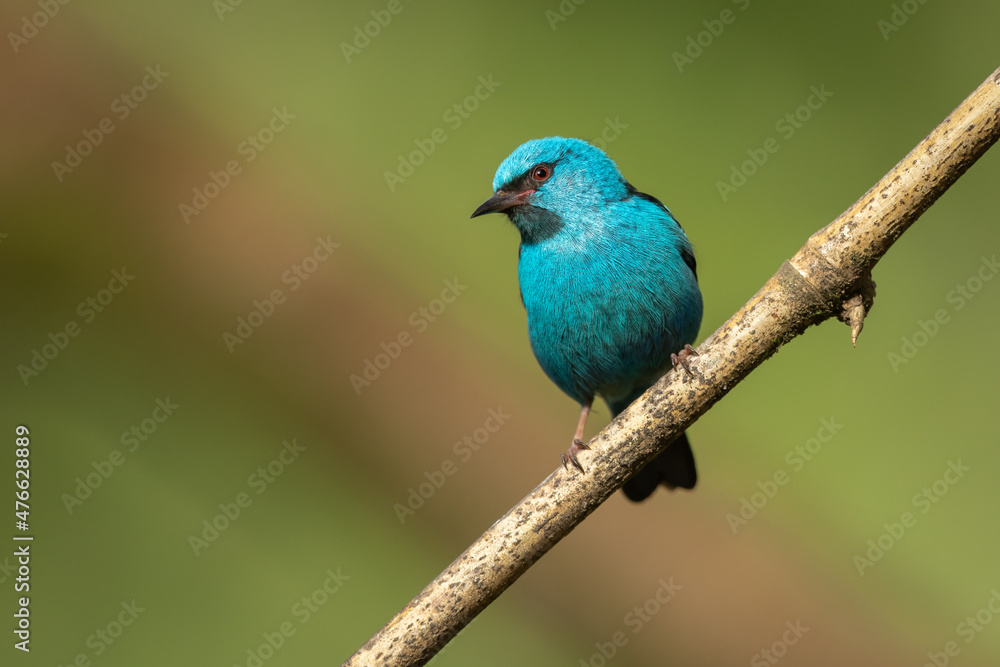 A colorful Blue Dacnis perched on a branch A colorful Blue Dacnis perched on a branch