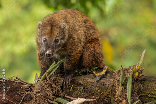 Foto South American coati in the wild foraging for food