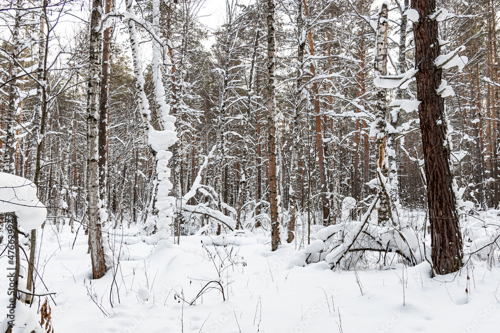 Beautiful landscape of winter snowy forest Beautiful landscape of winter snowy forest