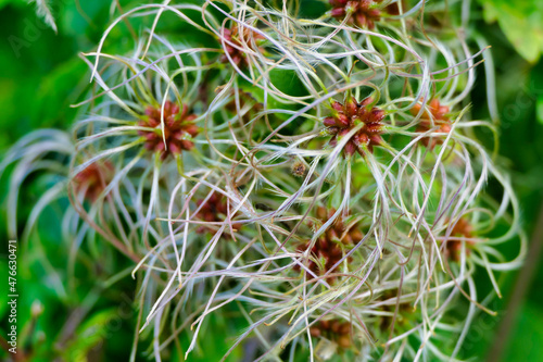 Close up of the seed of Clematis vitalba aka Wild Clematis or Old Man's Beard 