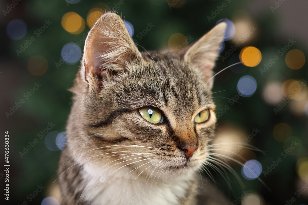 Cat sitting on the background of the Christmas tree. Close up of a kitten posing for the camera. Cat with green eyes. Greeting card. Place for text. Happy New Year.Merry Christmas. Tiger. Winter. 2023