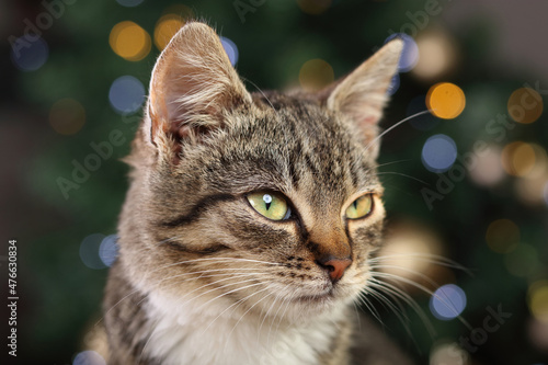 Cat sitting on the background of the Christmas tree. Close up of a kitten posing for the camera. Cat with green eyes. Greeting card. Place for text. Happy New Year.Merry Christmas. Tiger. Winter. 2023
