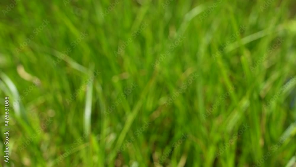 Beautiful natural green abstract bokeh 4k video background. Sunny defocused silhouettes of green leaves of fresh wild grass growing in spring or summer forest Beautiful natural green abstract bokeh 4k video background. Sunny defocused silhouettes of green leaves of fresh wild grass growing in spring or summer forest