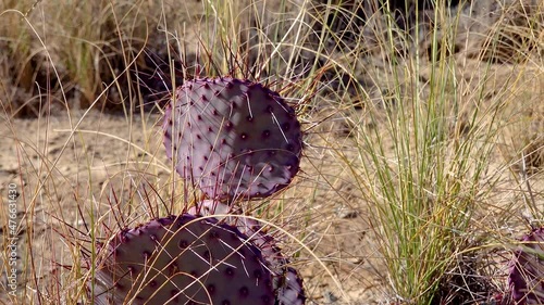 Purple prickly pear, black spine prickly pear (Opuntia macrocentra). Cacti in the Arizona desert