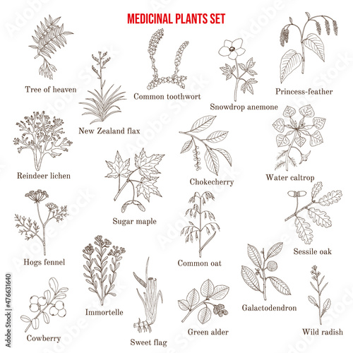 Medicinal plants collection photo