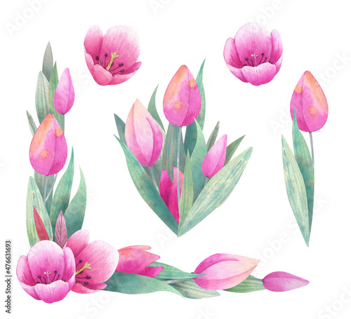 Watercolor compositions with pink tulips. The mood of love and spring for your designs. Perfect for the design of cards, covers, invitations, greetings and any other your ideas