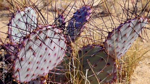 Purple prickly pear, black spine prickly pear (Opuntia macrocentra). Cacti in the Arizona desert. photo