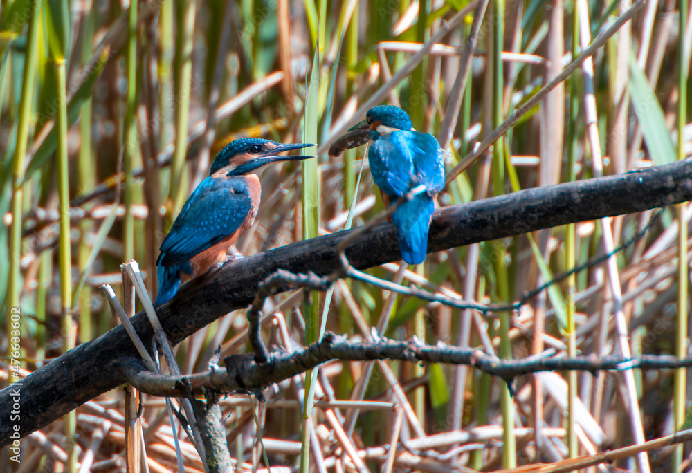 Obraz premium A Common Kingfisher (alcedo atthis) in the Reed, Heilbronn, Germany.