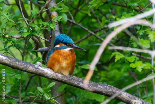 A Common Kingfisher (alcedo atthis) in the Reed, in Heilbronn, Germany
