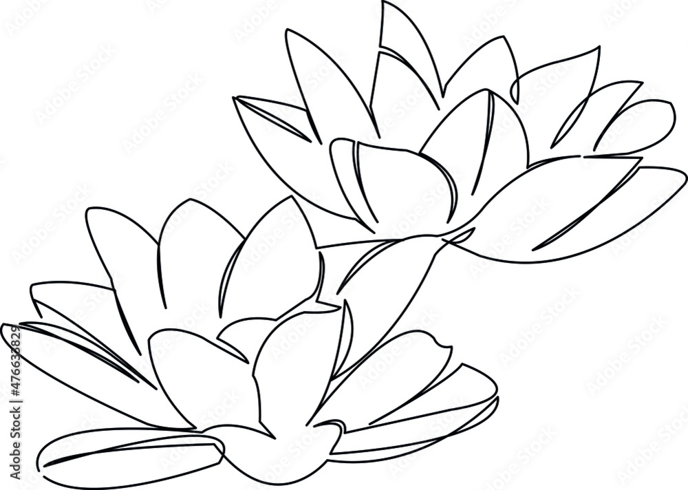 water lilies flowers water lilies flowers