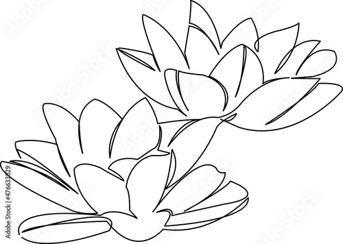 water lilies flowers