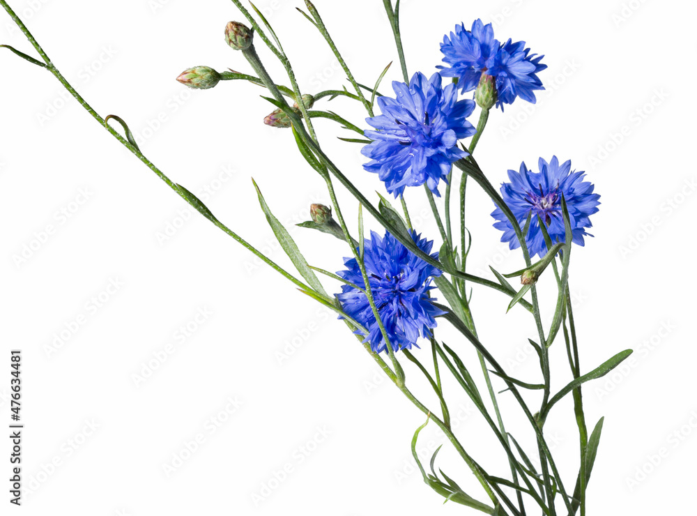 Cornflower bouquet on white Cornflower bouquet on white