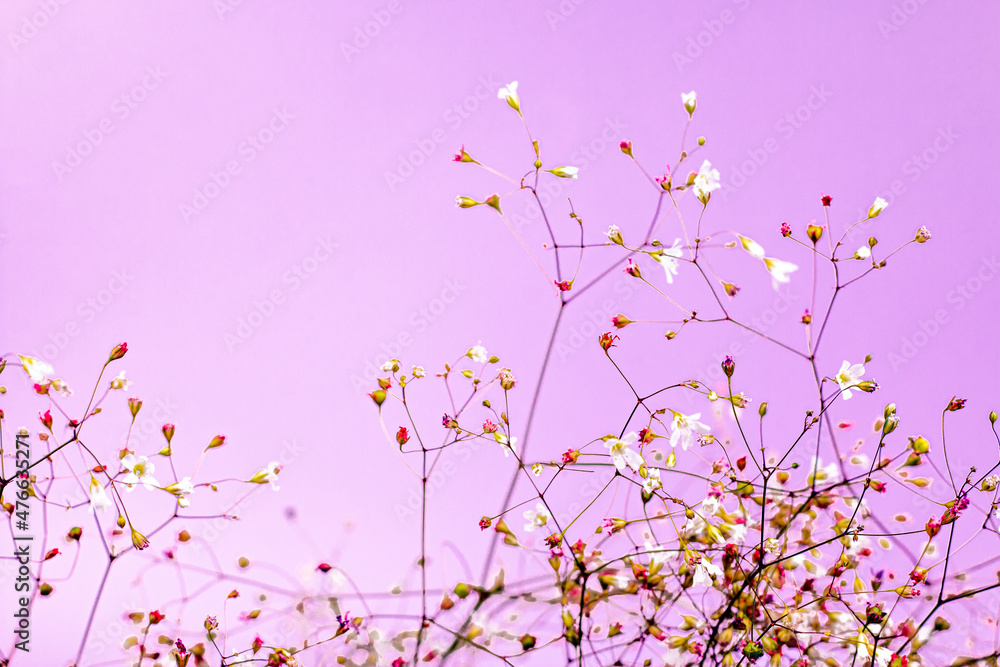 Little white and pink flowers on pink background. Beautiful flowers backgrounds with copy space. Holiday greeting card concept. Little white and pink flowers on pink background. Beautiful flowers backgrounds with copy space. Holiday greeting card concept.