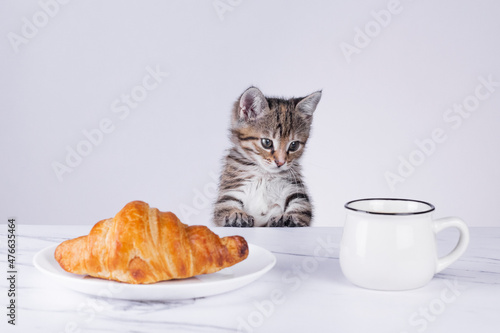 Little kitten is sitting on the table and look at the croissant and cup coffee. Minimal morning breakfast concept