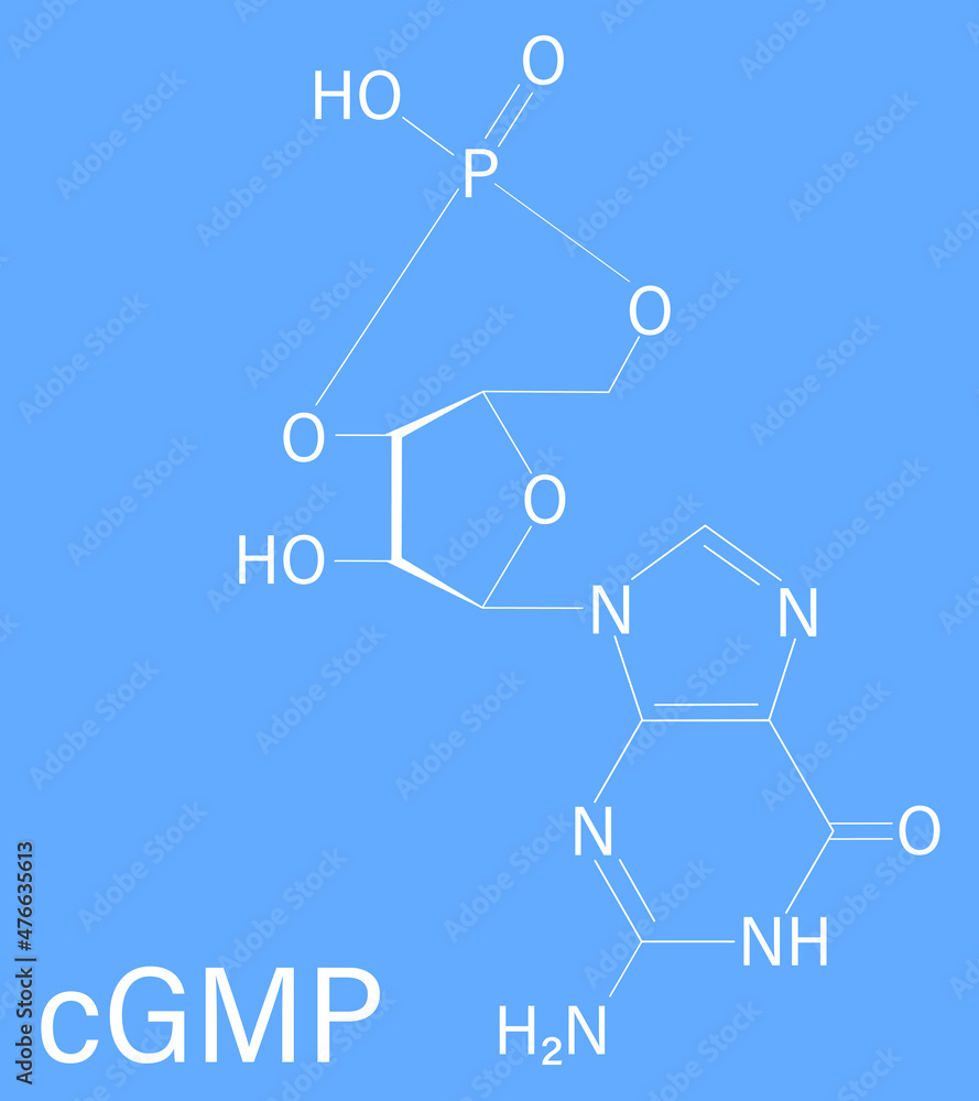 Cyclic guanosine monophosphate or cGMP molecule. Important second ...