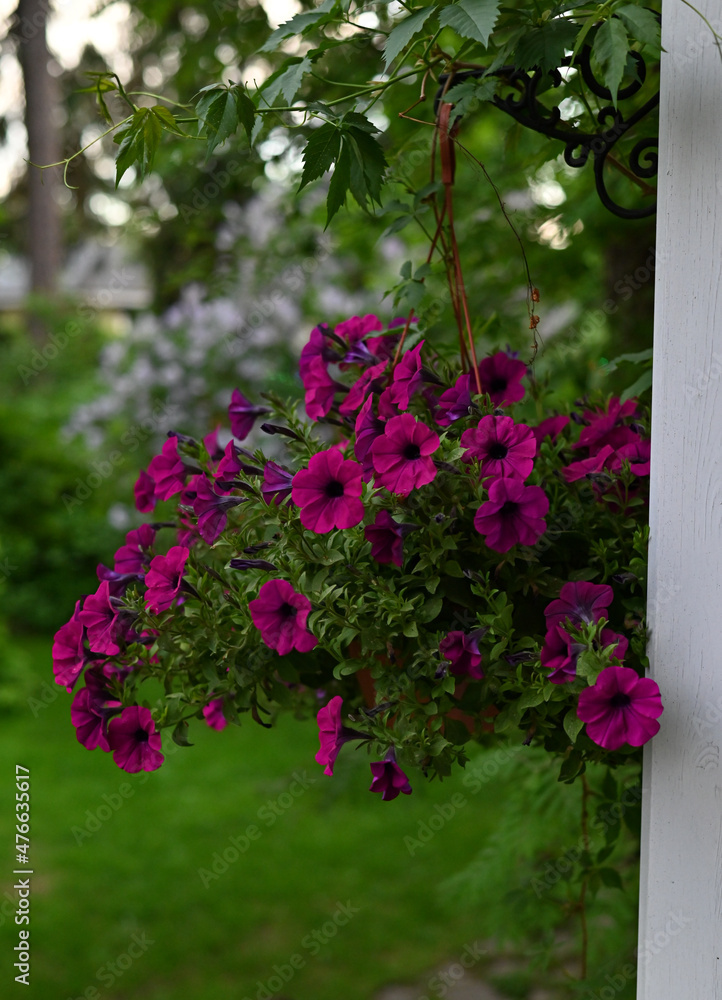 beautiful flowers hanging on a hook