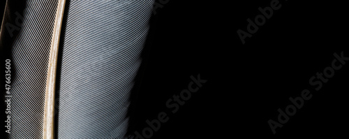 Black and white image of a piece of bird feathers, close-up,Black macro feather,Black raven feathers ,Serbia, Feather, Black Color, Crow - Bird,Abstract, Animal Body Part, Animal Pen, Animal Wing