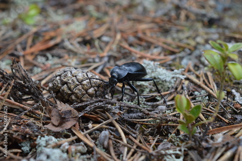 beetle ground beetle
