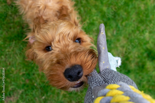 Golden cockapoo puppy playing with tug toy in garden photo