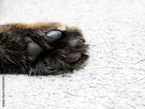 cat paw with black pillows close up