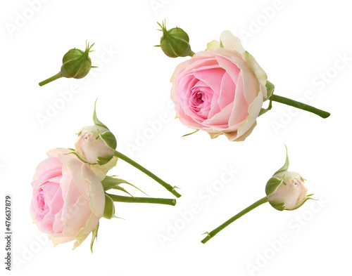 Set of small pink rose flow...