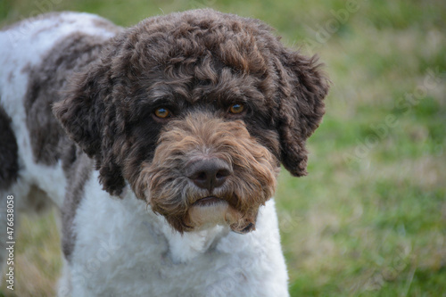 lagotto italian truffle dog