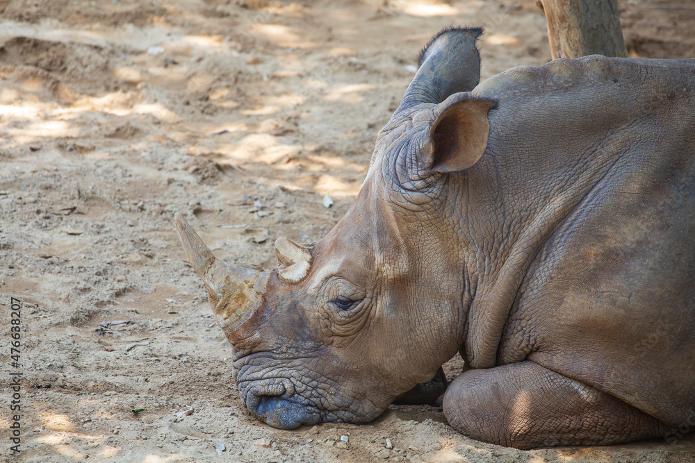 Fototapeta premium White rhinoceros, single mammal head with horn