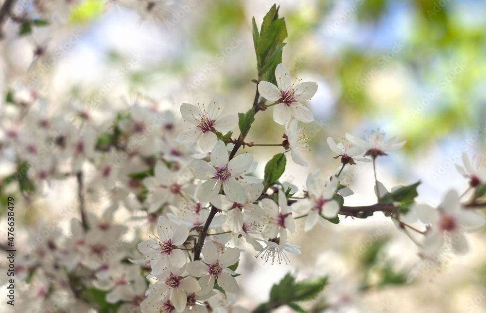 Blooming cherry tree, white flowers cherry on twig in garden in a spring day on blur nature background Blooming cherry tree, white flowers cherry on twig in garden in a spring day on blur nature background