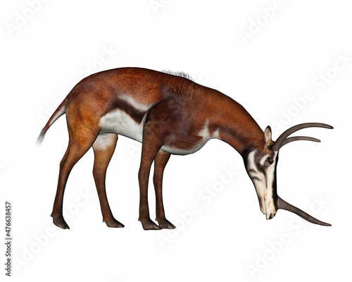 Kyptocera mammal eating or drinking - 3D render photo