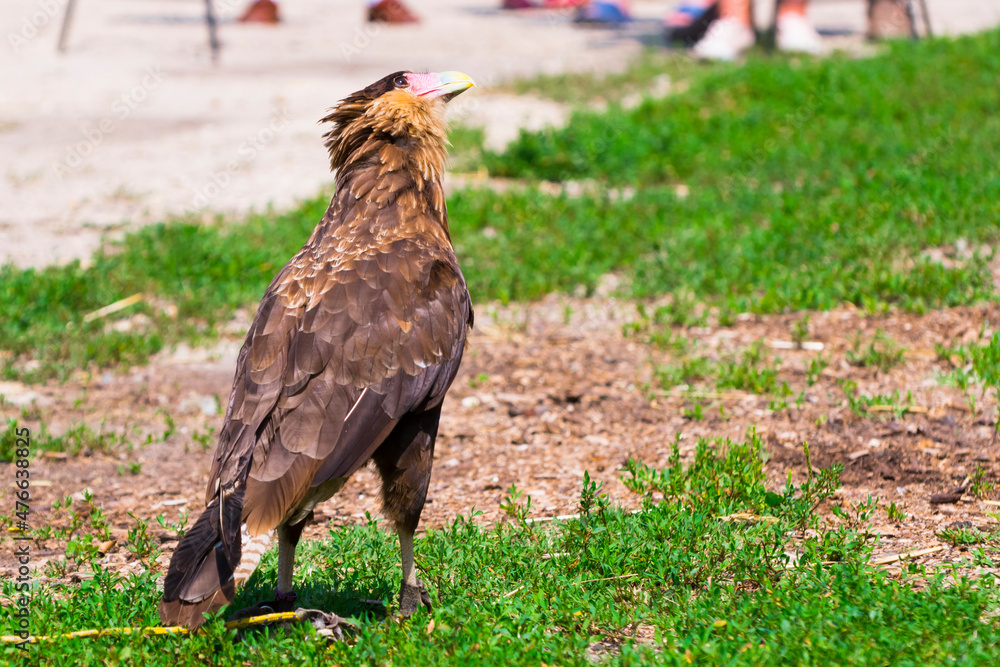 South American crested caracara in a bird show South American crested caracara in a bird show